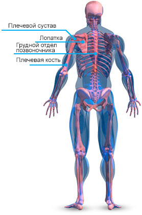Анатомия плеч — Научный подход к тренировке плеч