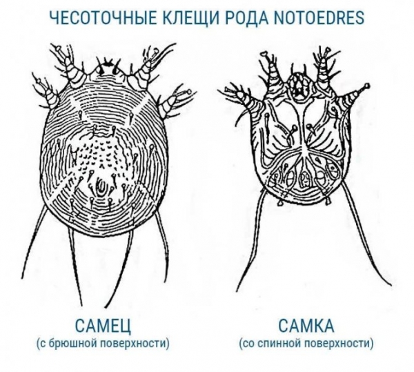Среда обитания пылевых клещей в домашних условиях. Как избавиться от паукообразных?