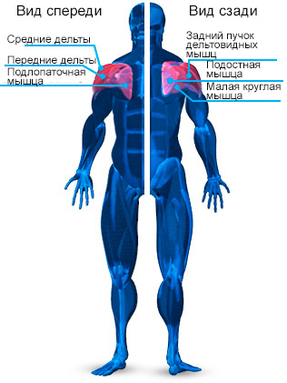 Анатомия плеч — Научный подход к тренировке плеч