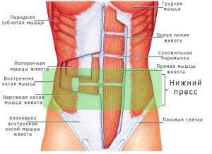 Эффективная тренировка для брюшного пресса: 5 лучших упражнений для формирования «кубиков»