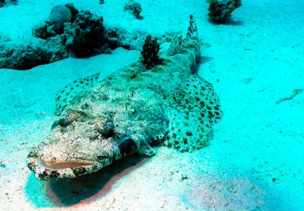 Рыбы красного моря