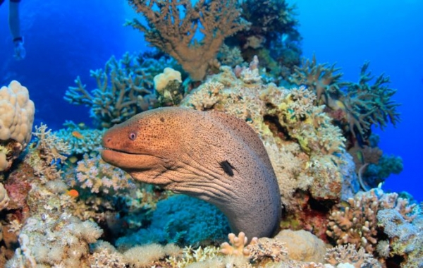 Рыбы красного моря