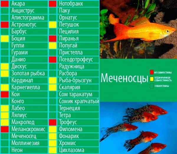 Меченосцы