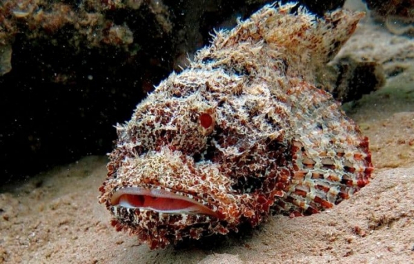 Рыбы красного моря