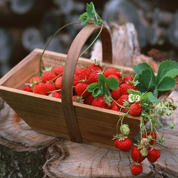 10 омолаживающих продуктов