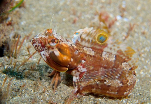Рыбы красного моря