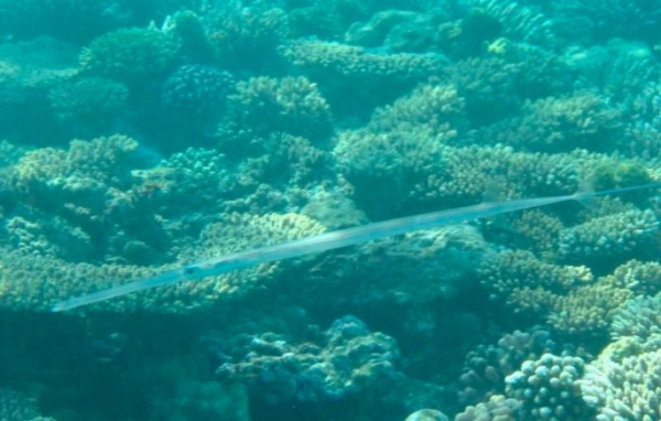 Рыбы красного моря