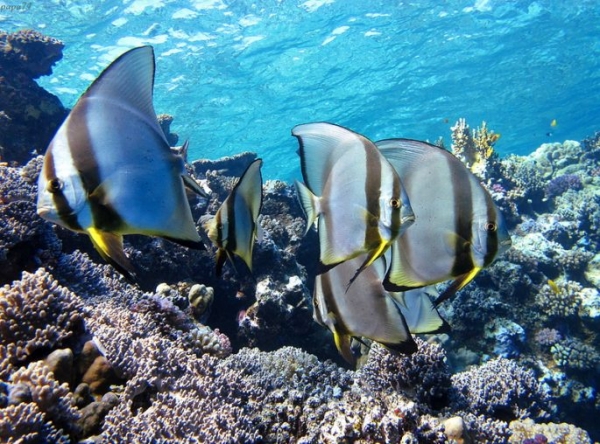 Рыбы красного моря