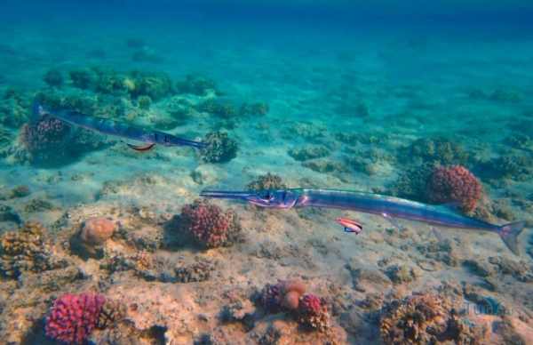 Рыбы красного моря