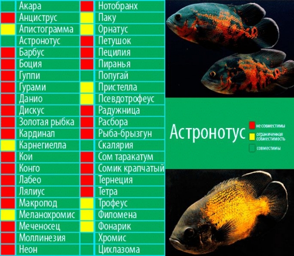 Астронотусы