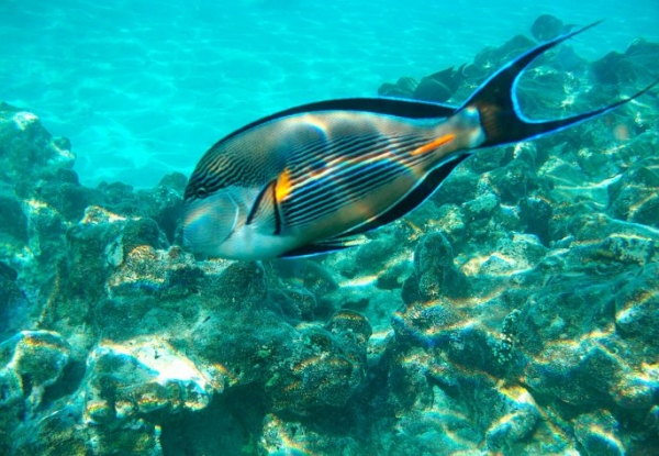 Рыбы красного моря