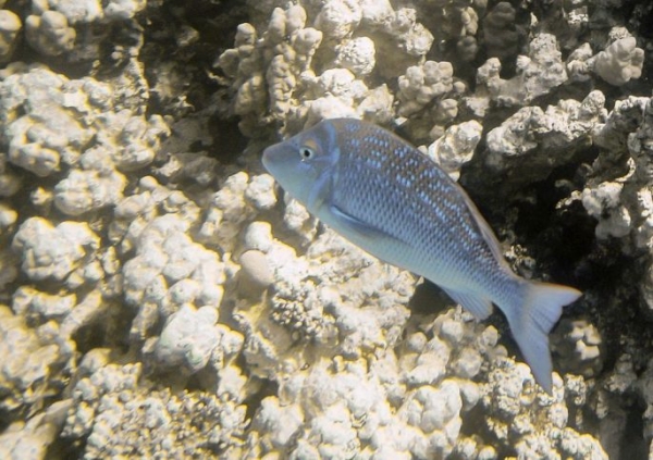 Рыбы красного моря