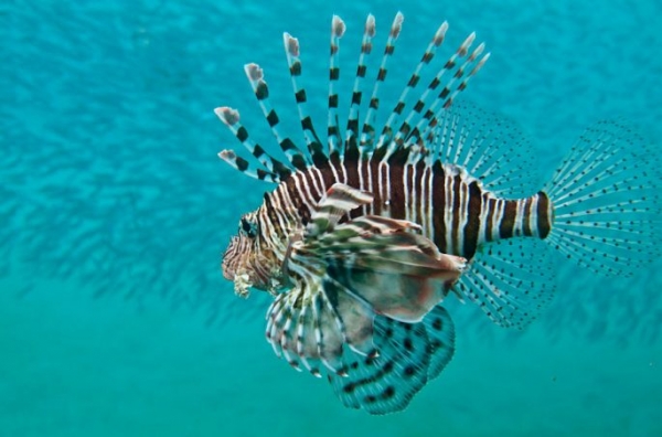Рыбы красного моря
