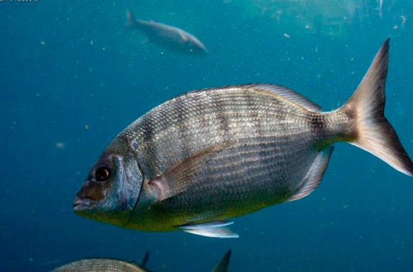 Рыбы красного моря