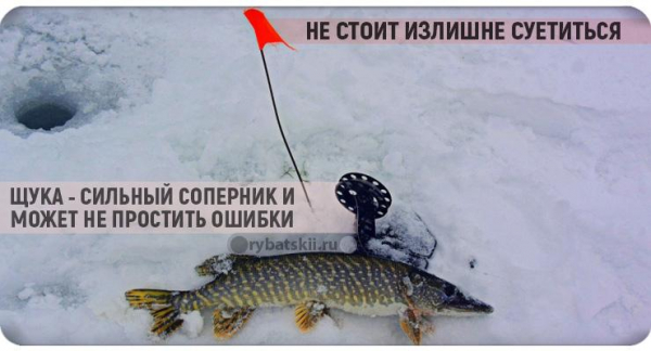 Ловля щуки зимой на жерлицы по первому льду и нюансы рыбалки