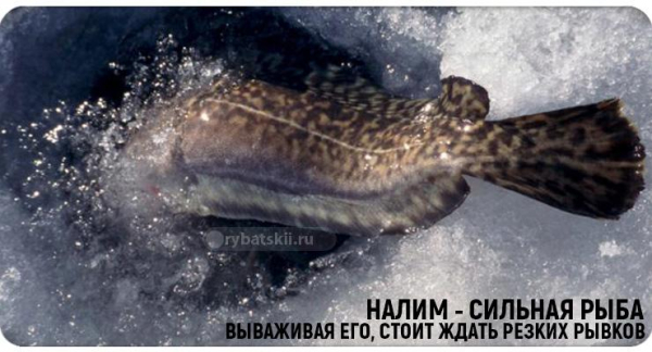 Ловля налима в декабре как золотая пора для рыбалки