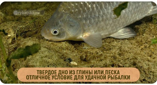 Как ловить карася по первому льду на пруду
