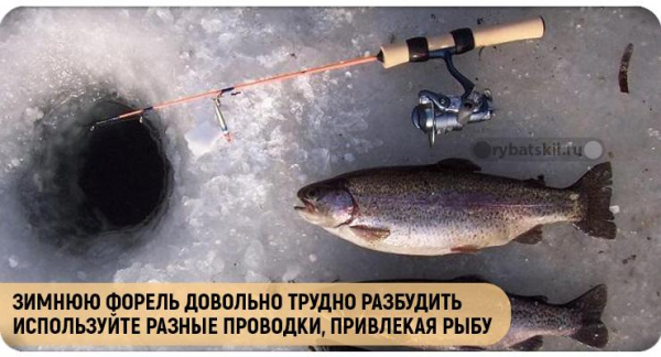 Оснастка зимней форелевой удочки и выбор инструмента