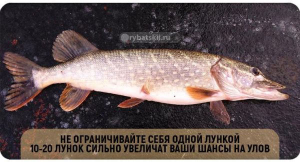 Зимняя рыбалка на щуку с балансиром и подготовка снасти