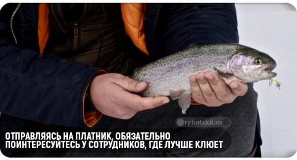 Оснастка снастей для зимней рыбалки на форель и выбор приманок