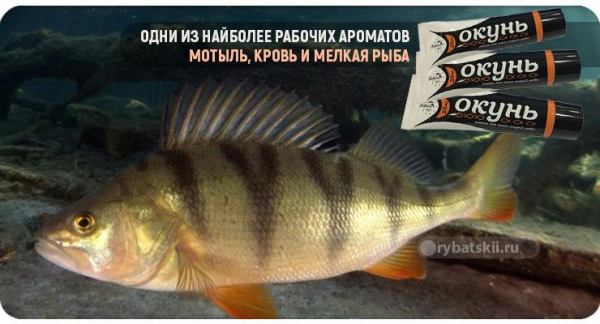 Чем прикормить окуня зимой в лунке и какой запах любит хищник