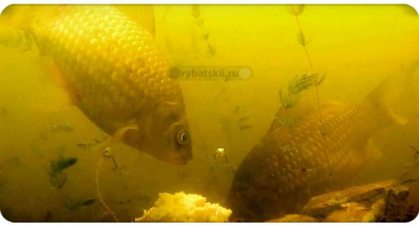 Ловля карася в декабре на поплавок и мормышку