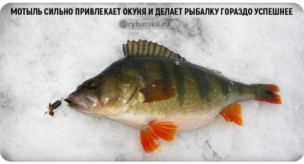 Хитрости зимней рыбалки на окуня на мормышку