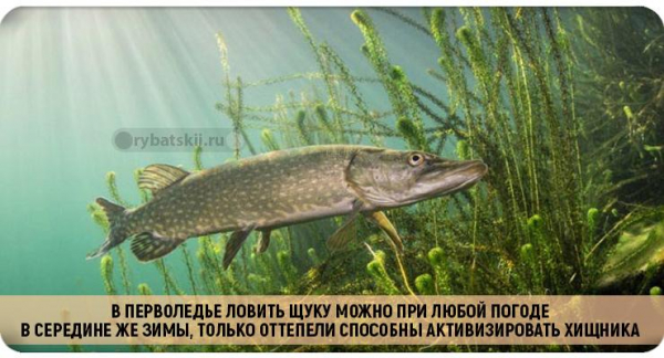 Ловля щуки зимой на жерлицы по первому льду и нюансы рыбалки