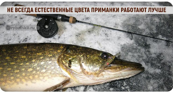 Зимняя рыбалка на щуку с балансиром и подготовка снасти