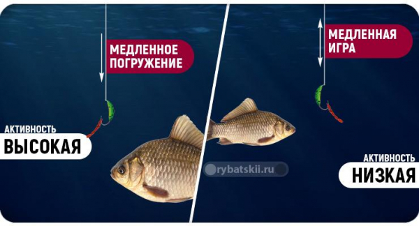 Ловля карася зимой на мормышку и топ лучших моделей