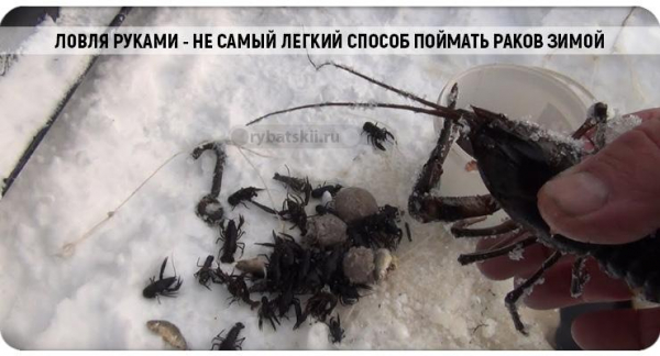 Как ловить раков зимой через лунку