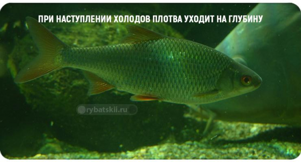 Тактика рыбалки на плотву по первому льду