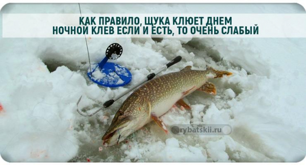 Ловля щуки на жерлицы в декабре и выбор живца