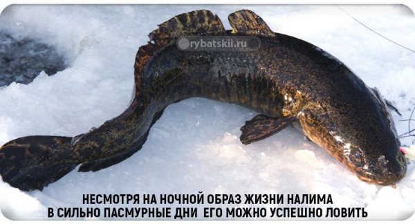 Ловля налима в декабре как золотая пора для рыбалки