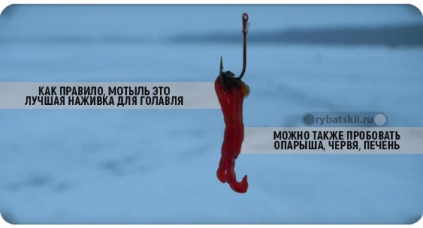 Как ловить голавля зимой на реке и подготовиться к рыбалке