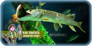 Как ловить голавля зимой на реке и подготовиться к рыбалке