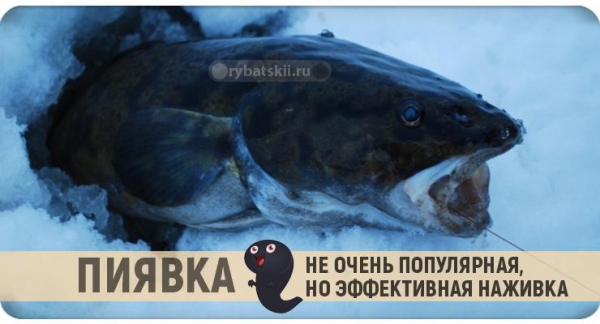 Ловля налима в декабре как золотая пора для рыбалки