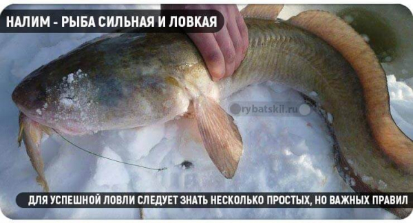 Рыбалка на налима зимой на стукалку и изготовление снасти