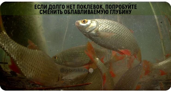 Зимняя рыбалка на плотву и поиск рыбы со льда