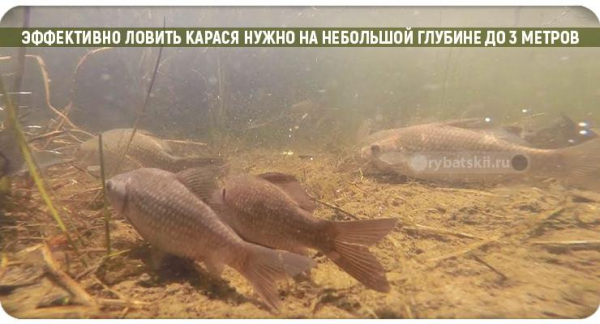 Как ловить карася по первому льду на пруду