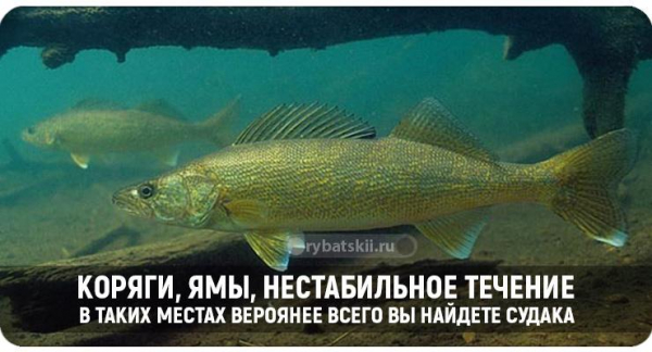 Зимняя ловля судака на тюльку и подготовка к рыбалке