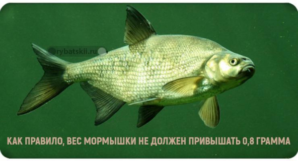 Ловля леща на чёртика зимой и выбор мормышки