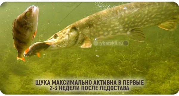 Зимняя рыбалка на щуку с балансиром и подготовка снасти