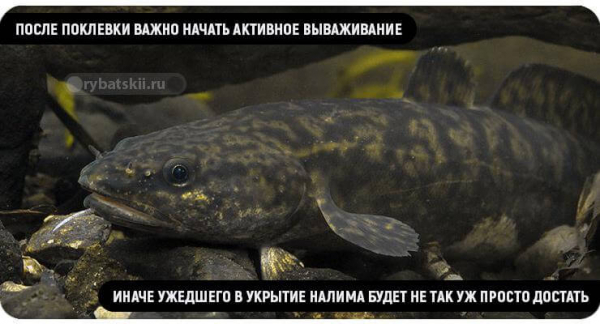 Рыбалка на налима зимой на стукалку и изготовление снасти