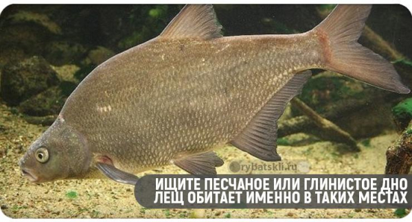Подлёдная рыбалка зимой на леща с рабочими снастями