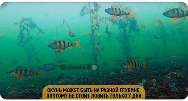 Зимние бокоплавы на окуня и тактика рыбалки со льда