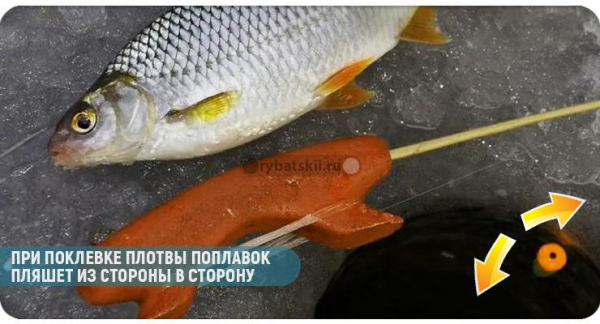 Тактика рыбалки на плотву по первому льду
