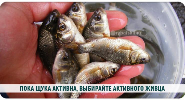 Ловля щуки на жерлицы в декабре и выбор живца