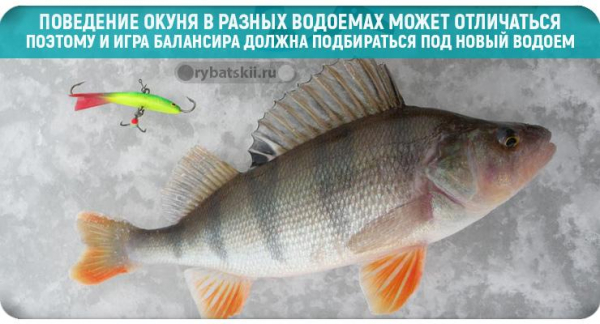 На что ловить окуня в декабре и где искать