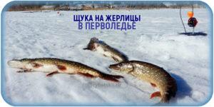 Выбор и оснастка удочки на окуня для зимней рыбалки